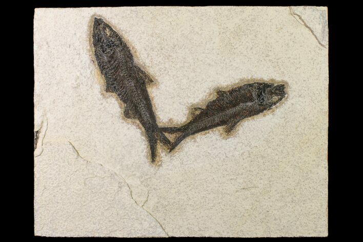 Two Detailed Fossil Fish (Knightia) - Wyoming #163442